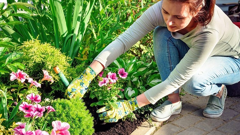 A person gardening, planting flowers in a garden bed, wearing gloves and casual clothes, tending to plants, holding a plant in their hand, surrounded by green plants