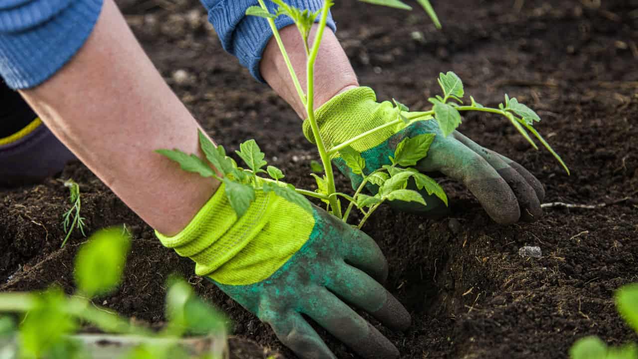 Hands wearing green gloves planting a young seedling into dark soil, gardener gently pressing soil around the base of the plant, new vegetable or flower bed being prepared, focus on nurturing healthy plant growth