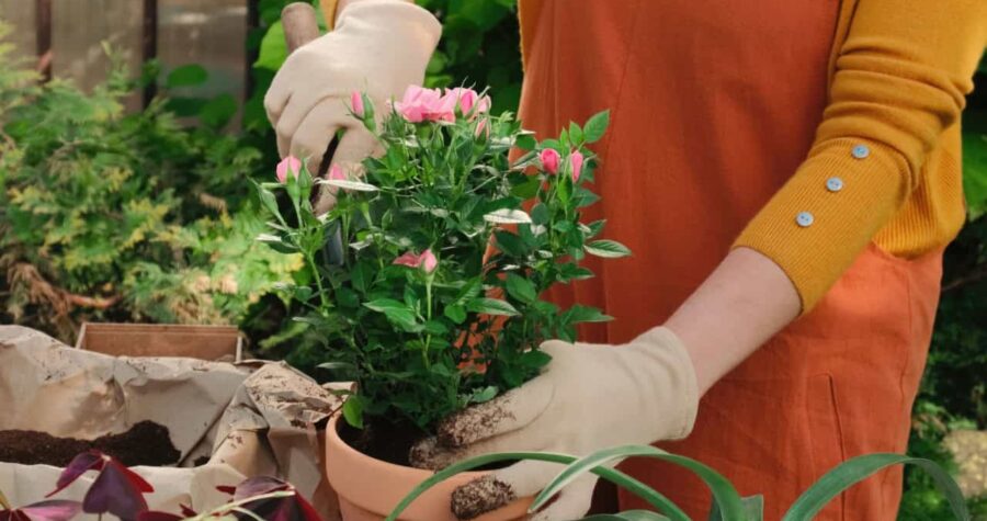 potting plant, woman planting, container, flowers, gardening