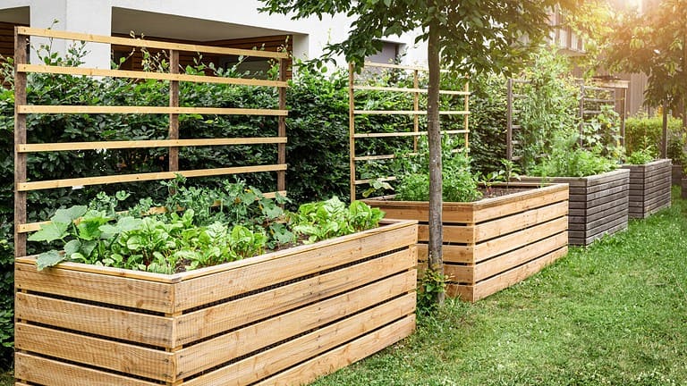 Wooden raised garden beds with green plants growing, horizontal cedar planks forming boxes, lattice fence structure above, residential backyard setting