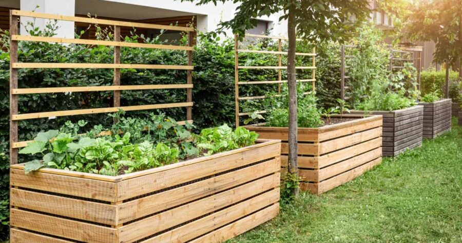 Wooden raised garden beds with green plants growing, horizontal cedar planks forming boxes, lattice fence structure above, residential backyard setting