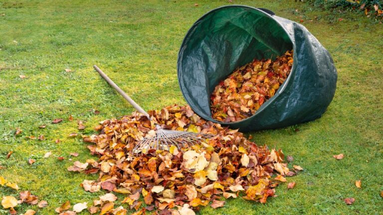 Green garden bag tipped over, pile of colorful autumn leaves, metal rake resting on grass, leaf collection, yard cleanup, seasonal maintenance