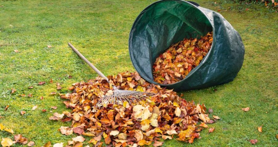 Green garden bag tipped over, pile of colorful autumn leaves, metal rake resting on grass, leaf collection, yard cleanup, seasonal maintenance