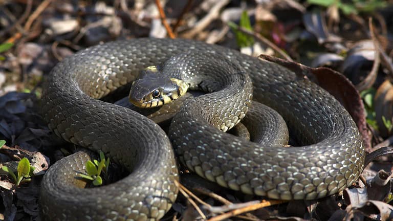 8 Reasons Why Snakes are Actually Good for Your Yard