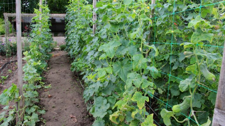 Rows of cucumber plants growing on trellises in garden, green vines climbing upward, dirt path visible alongside, outdoor vegetable garden setting