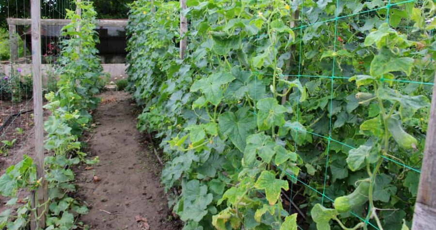 Rows of cucumber plants growing on trellises in garden, green vines climbing upward, dirt path visible alongside, outdoor vegetable garden setting