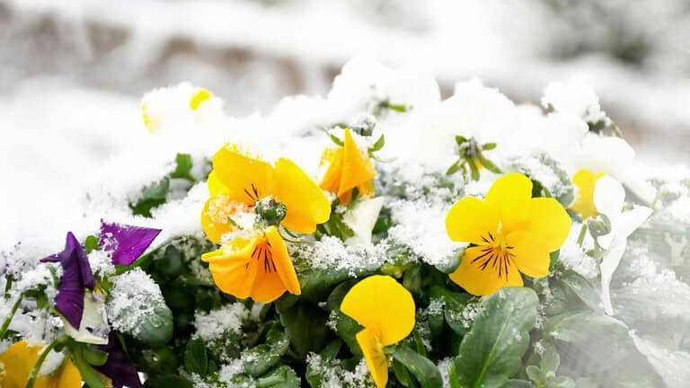 violas in snow, winter flowers, snow, garden, landscape, violas