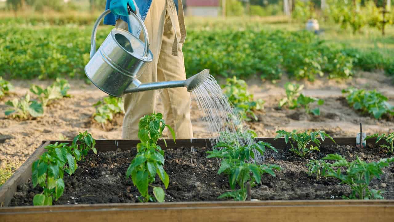 A person watering plants with a metal watering can, tending to a garden, nurturing young plants in the soil, growth and cultivation of vegetables, gardening task