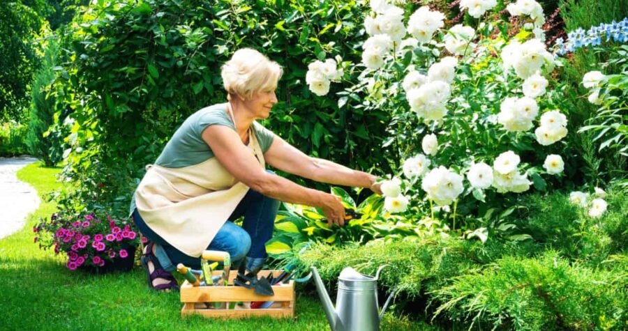 Woman pruning roses, rose care, white roses, watering roses, gardening