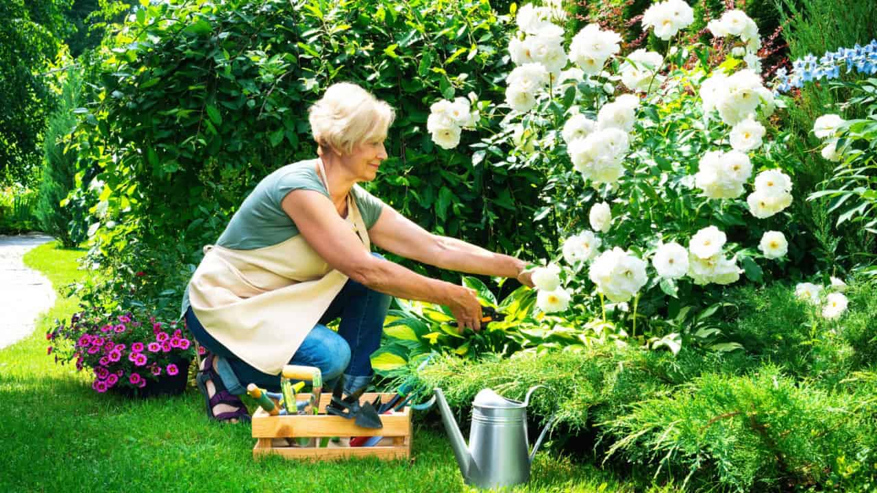 Woman pruning roses, rose care, white roses, watering roses, gardening
