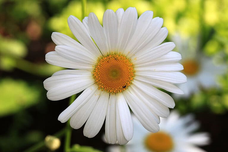 13 Weeds That Look Like Flowers (But Are Secretly Destroying Your Garden)