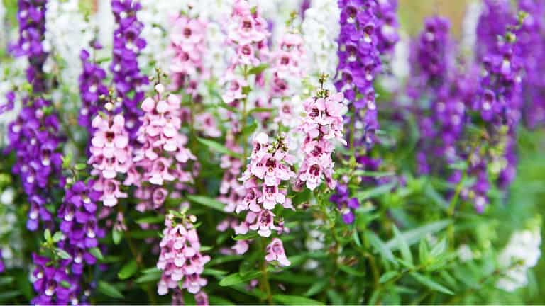 Garden of flowering Angelonias plants with tall purple, pink, and white bell-shaped blooms growing among green foliage