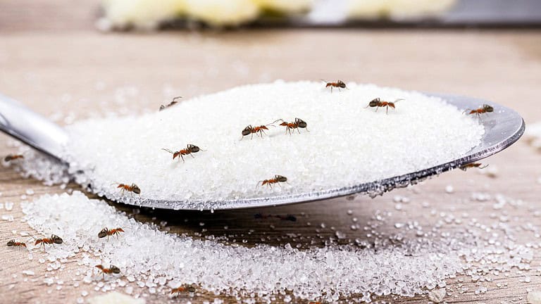 11 Everyday Habits That Are Bringing Ants Into Your Home