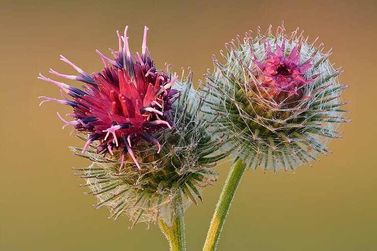 18 Weeds that kill your favorite plants