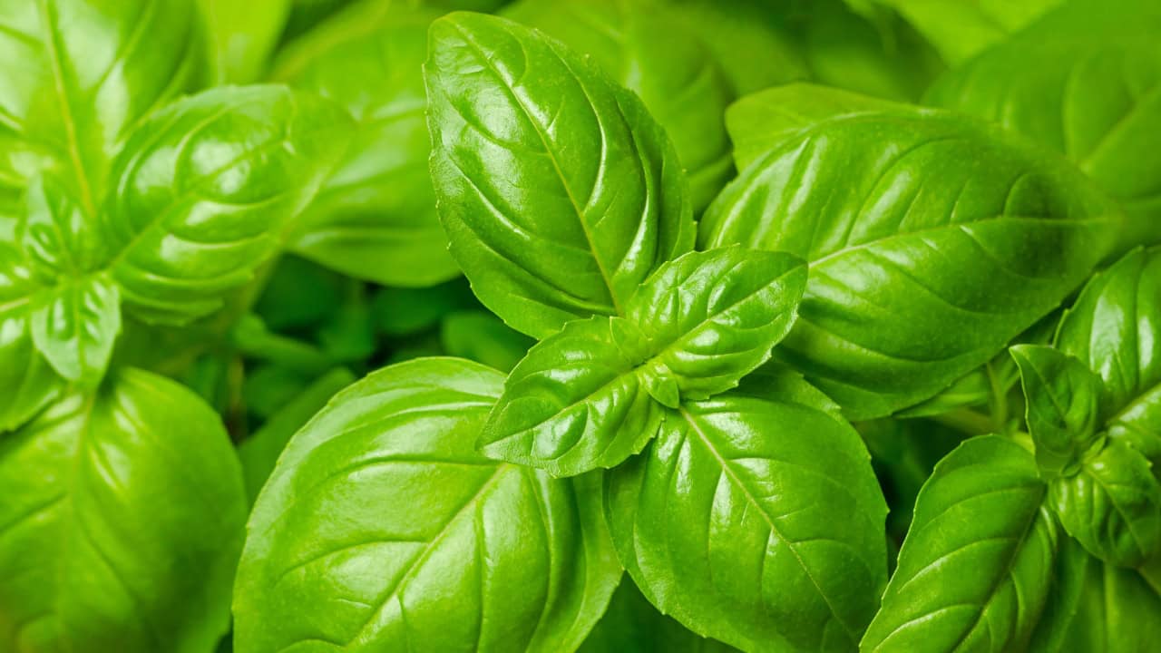 Close-up of fresh basil leaves, deep green color, glossy texture, distinct veining, slightly curled edges, dense growth, soft natural lighting, blurred green background