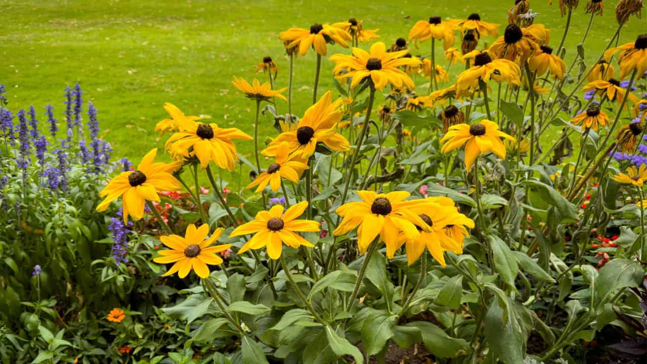 Field of black-eyed Susan flowers with bright yellow petals and dark centers, growing in a green meadow