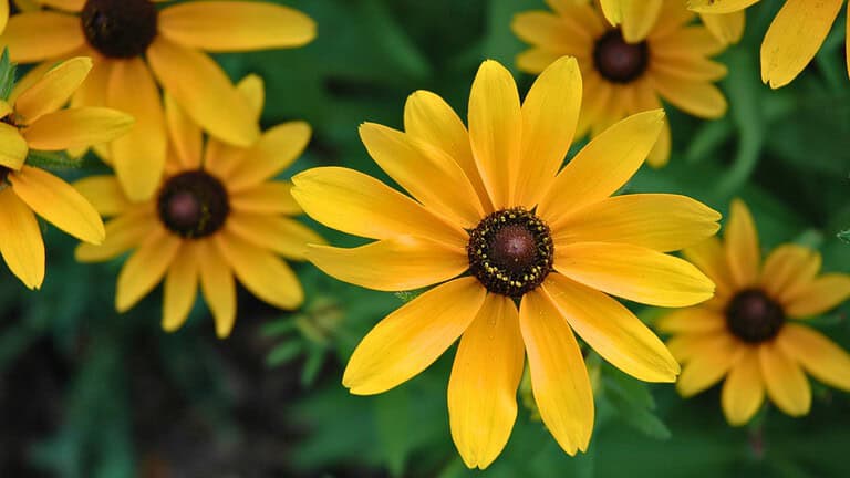 Close-up of bright yellow black-eyed Susan flower with dark brown center, green foliage in background