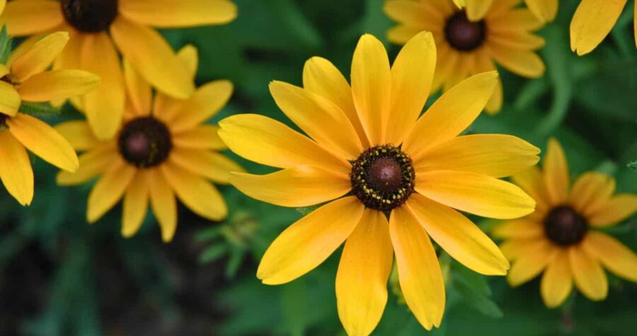 Close-up of bright yellow black-eyed Susan flower with dark brown center, green foliage in background