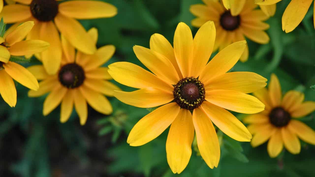 Close-up of bright yellow black-eyed Susan flower with dark brown center, green foliage in background
