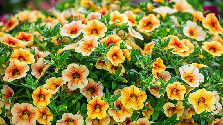 Peach-colored calibrachoa flowers with orange centers bloom abundantly among green foliage in a garden display