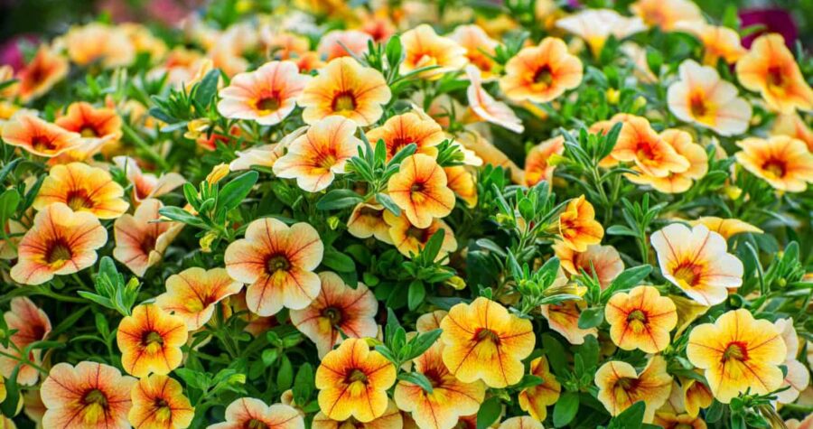 Peach-colored calibrachoa flowers with orange centers bloom abundantly among green foliage in a garden display