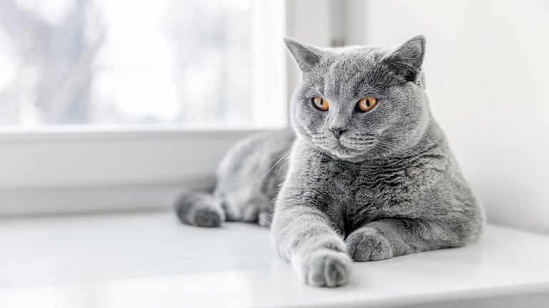 8 Reasons Your Home Still Smells Like Cat (and How To Fix It for Good)