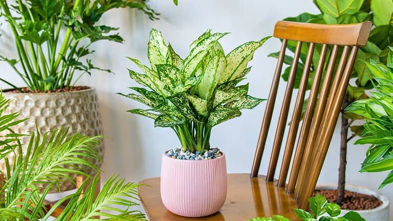 Dieffenbachia houseplant with variegated green and white leaves in a light pink ribbed planter pot on wooden surface