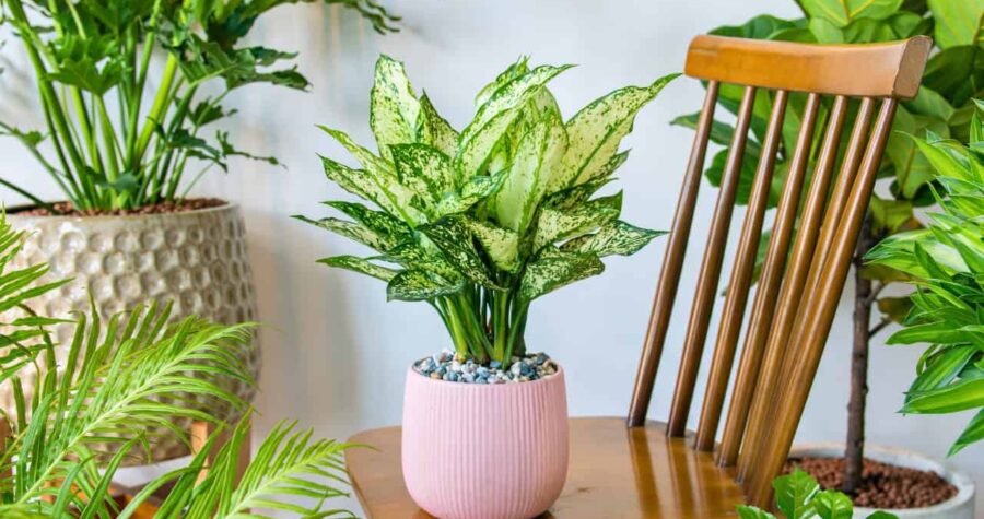 Dieffenbachia houseplant with variegated green and white leaves in a light pink ribbed planter pot on wooden surface