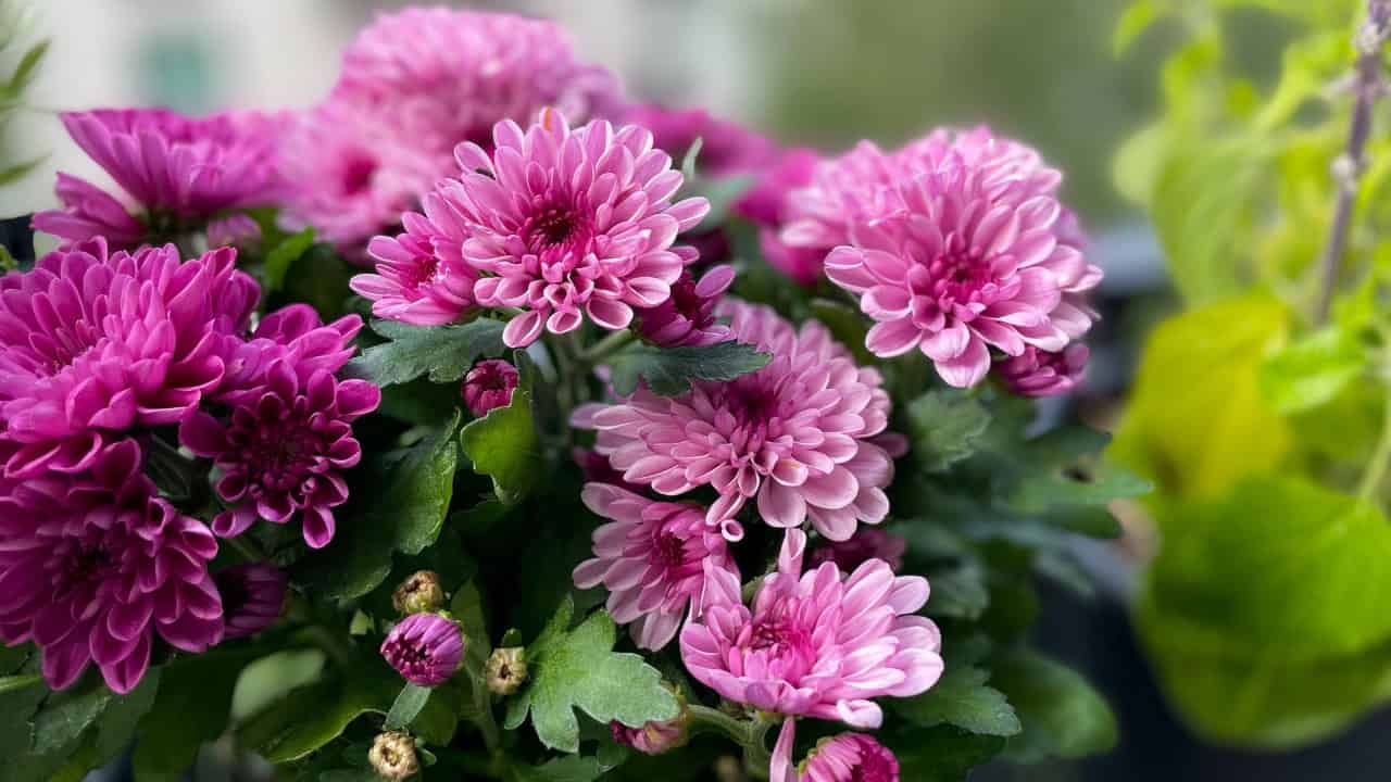 10 Cut Flowers That Last the Longest in a Vase * Big Blog of Gardening, image size:1280x720