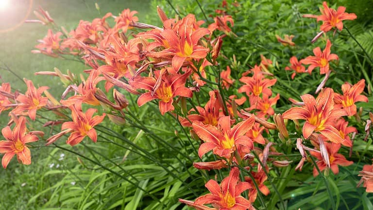 Bright orange daylilies in full bloom, surrounded by green foliage, delicate petals with a yellow center, sunlight highlighting flowers, perennial plant, attracts pollinators