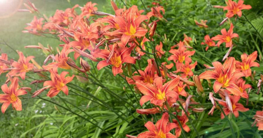 Bright orange daylilies in full bloom, surrounded by green foliage, delicate petals with a yellow center, sunlight highlighting flowers, perennial plant, attracts pollinators