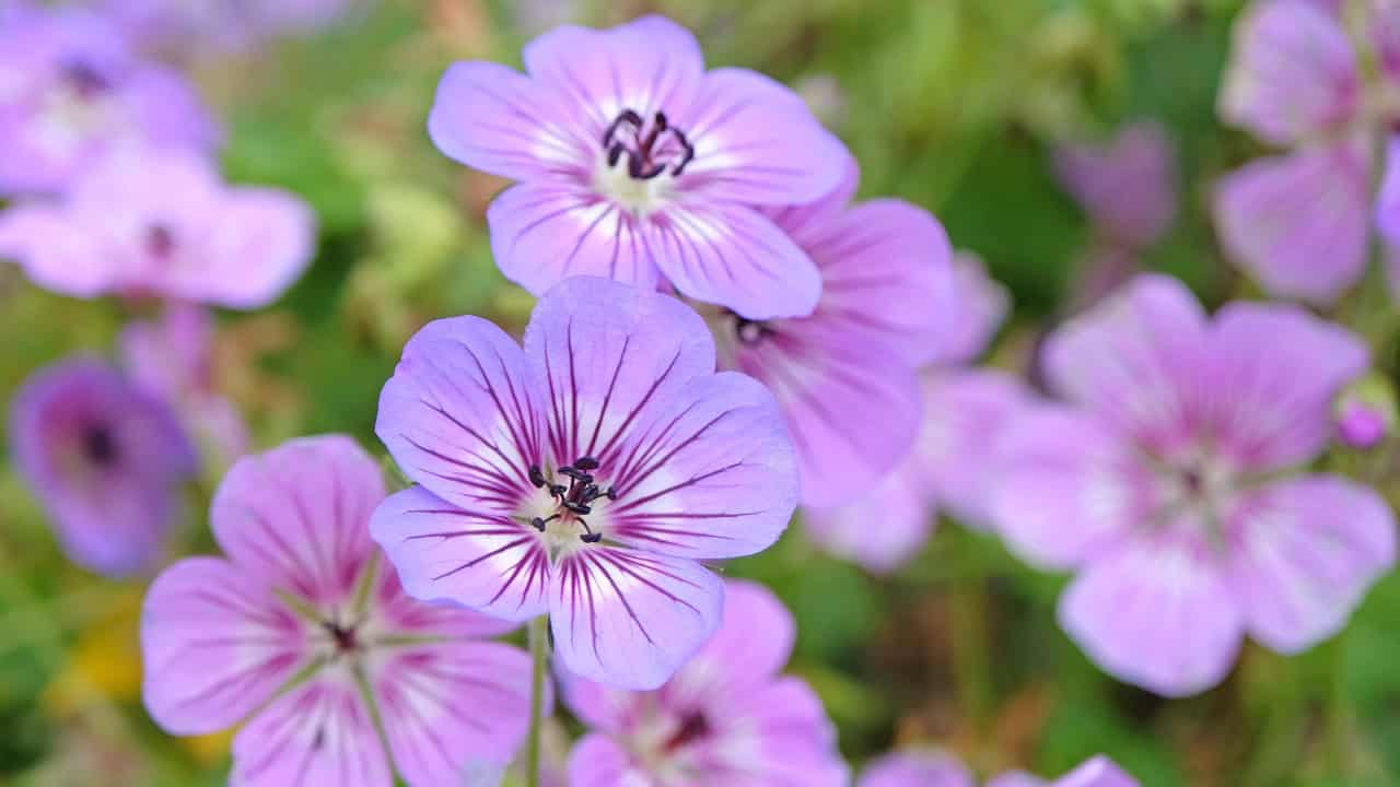 Close-up of light purple geranium flowers with darker purple veins radiating from their centers in a garden setting
