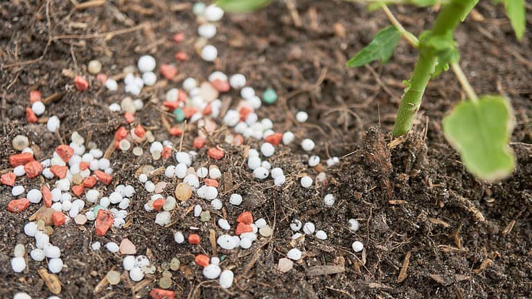 Scattered rock phosphate granules, white and reddish-pink colors, dark soil background, mineral fertilizer, textured organic surface