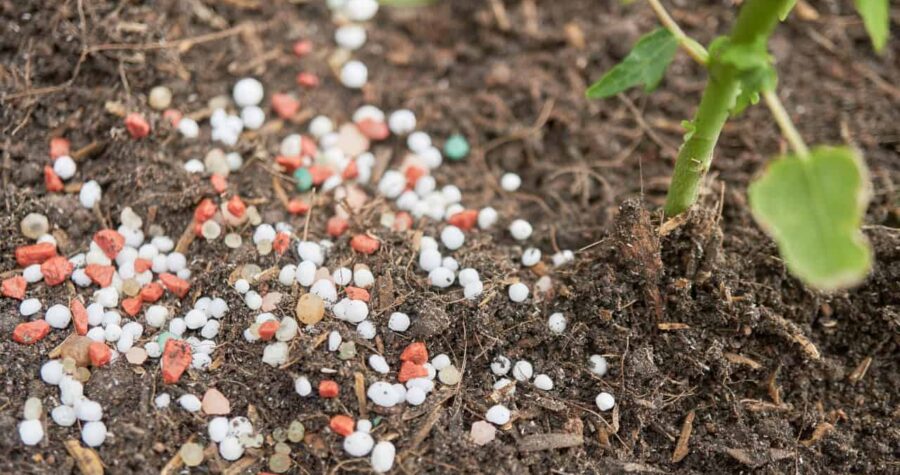 Scattered rock phosphate granules, white and reddish-pink colors, dark soil background, mineral fertilizer, textured organic surface