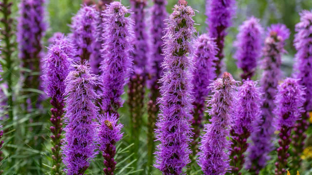 Purple liatris flowers with feathery spikes growing upright in a garden, showing fuzzy tubular blooms against blurred background