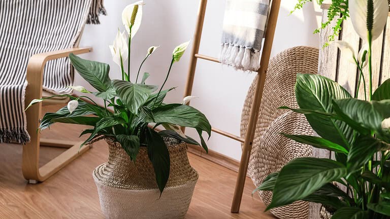 A potted peace lily white flower with brown spots on it