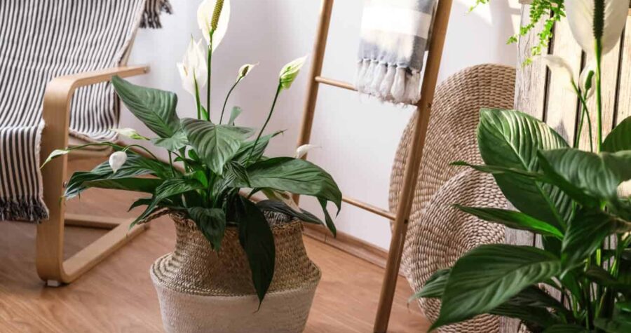 A potted peace lily white flower with brown spots on it