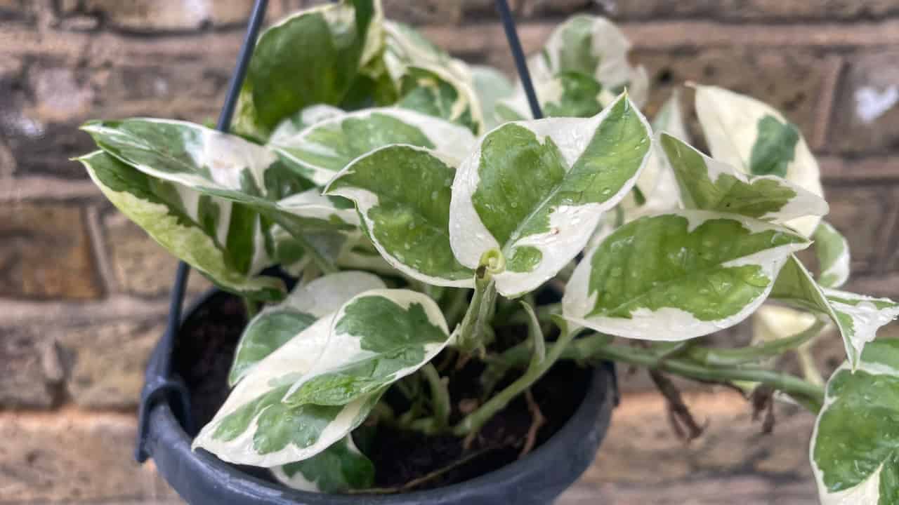 Pothos