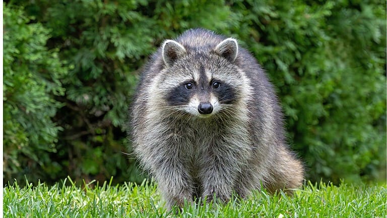 9 Reasons Why Racoons are Actually Good for Your Yard