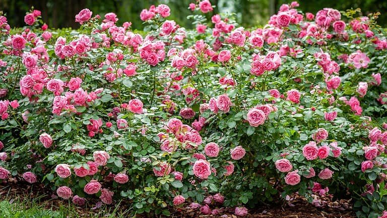 Bushes full of blooming pink roses, dense green foliage, dozens of fresh rose blossoms, outdoor garden setting, slightly mulched ground, vibrant flowers in full bloom