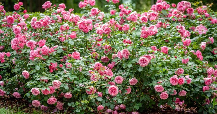 Bushes full of blooming pink roses, dense green foliage, dozens of fresh rose blossoms, outdoor garden setting, slightly mulched ground, vibrant flowers in full bloom