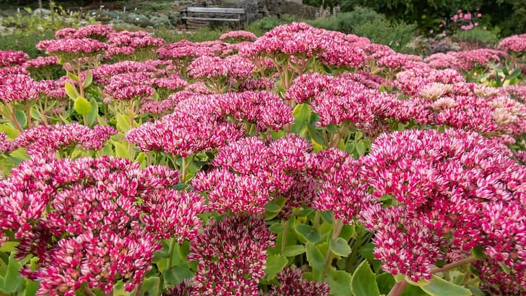 A field of perennial pink flowers in full bloom, dense clusters of blossoms, green foliage beneath