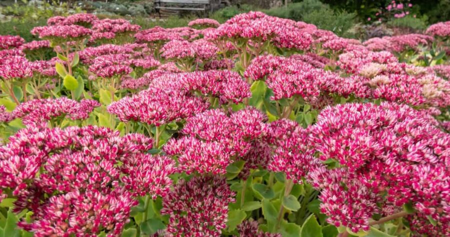 A field of perennial pink flowers in full bloom, dense clusters of blossoms, green foliage beneath