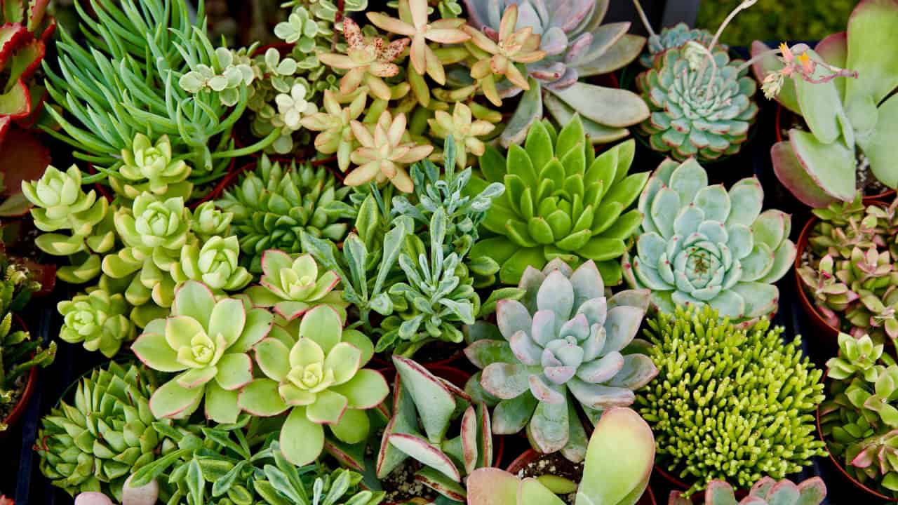 Diverse collection of succulent plants with various shapes, sizes, and green hues arranged closely together, showing rosette formations and varied textures