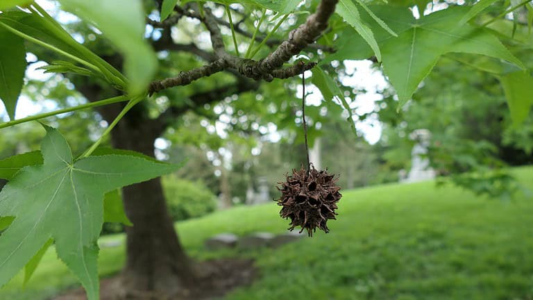 10 Trees You Should Never Plant in Your Backyard