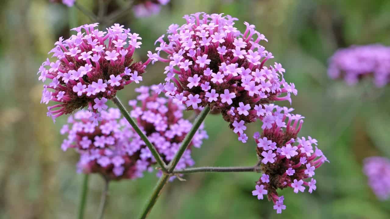 Clusters of tiny lavender-pink verbena flowers, delicate blossoms arranged in round umbrella-like clusters, soft green blurred background, detailed floral macro shot