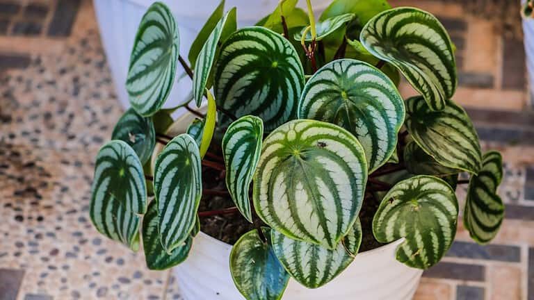 10 Most Exotic Indoor Plants to Add to Your Collection