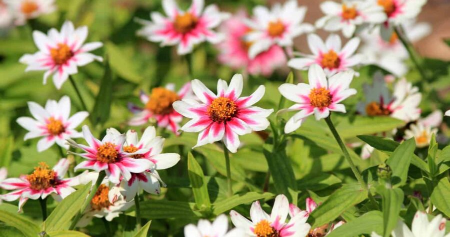 Zinnia flowers, white petals with pink centers, bright orange centers, blooming in a garden, surrounded by green leaves, sunlit environment, vibrant and cheerful appearance