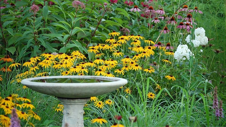 Flowering garden with yellow coneflowers, birdbath in the foreground, lush greenery surrounding, vibrant and colorful blooms, peaceful outdoor setting, natural habitat for birds