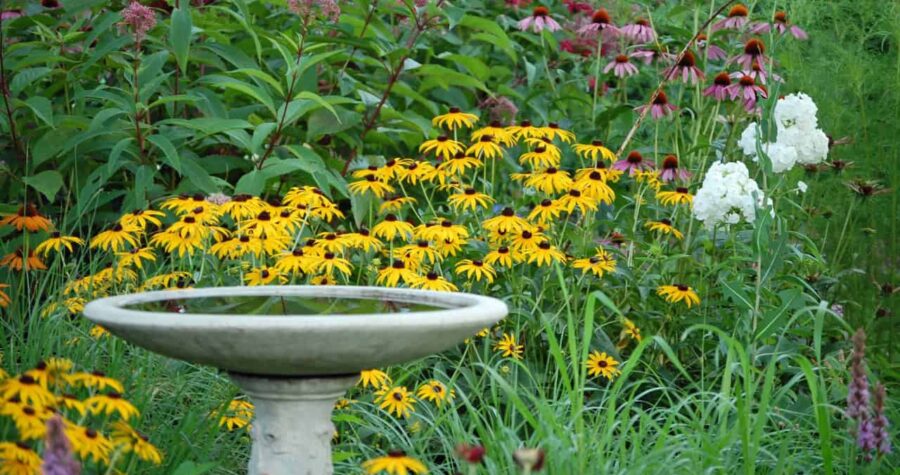 Flowering garden with yellow coneflowers, birdbath in the foreground, lush greenery surrounding, vibrant and colorful blooms, peaceful outdoor setting, natural habitat for birds
